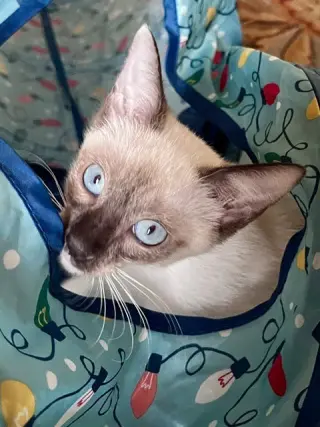 Fiona
