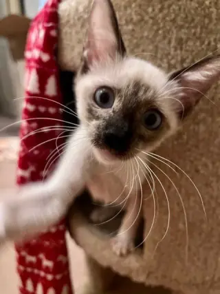 Fiona