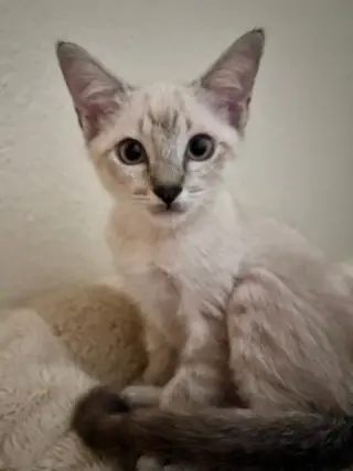 Finn