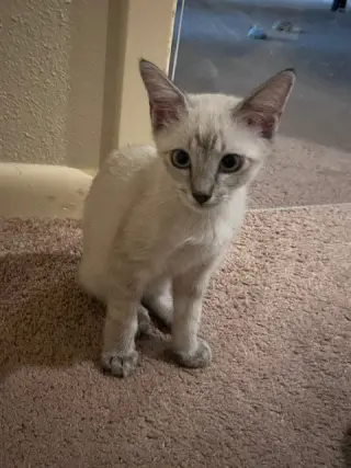 Finn