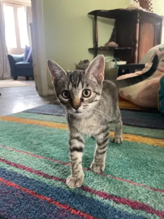 Tommie