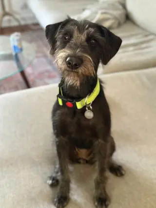 Niña