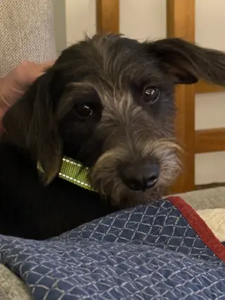 Niña