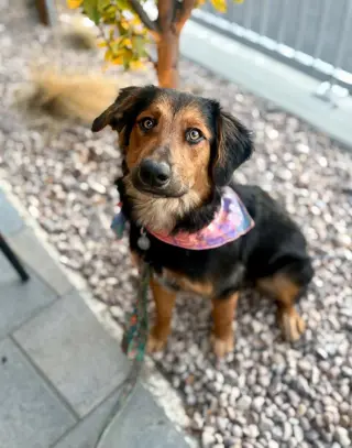Jolene "Jojo