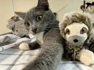 Gracie