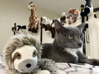 Gracie