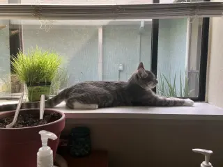 George