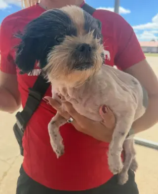 SPONSOR OR FOSTER ME - Penny