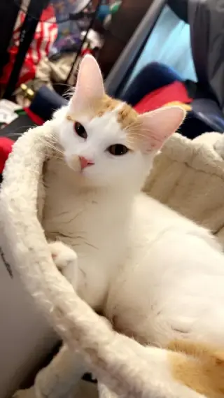 Lucy