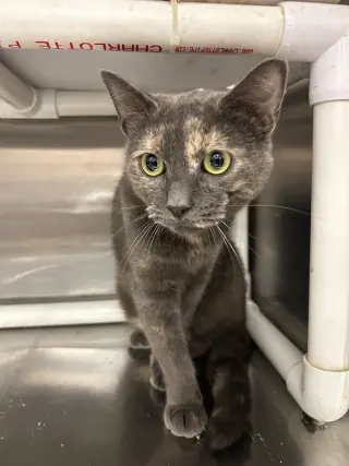 Gracie