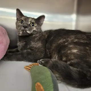 Gracie