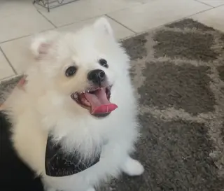 Milo
