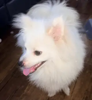 Milo