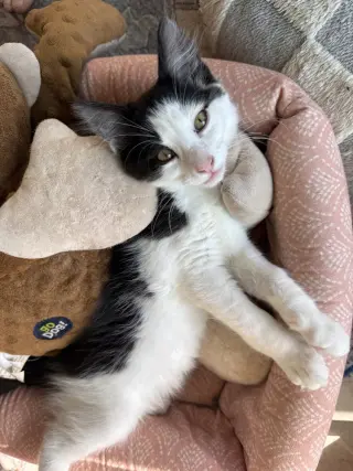Bonbon