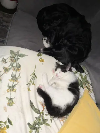 Bonbon