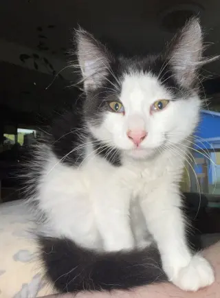Bonbon