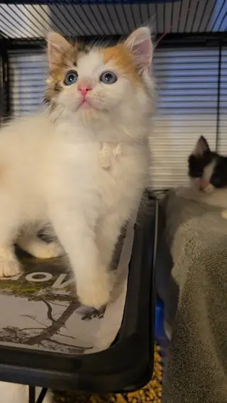 Darla