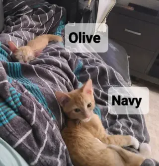 Olive