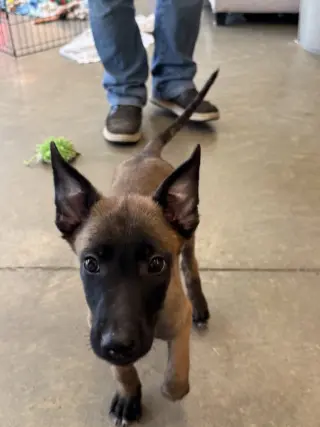 Elements Litter - Radon - Located in New Jersey