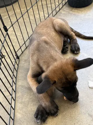 Elements Litter - Radon - Located in New Jersey