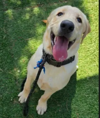 Riggs