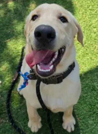 Riggs