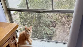 Tony Pepperoni