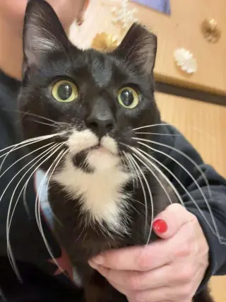 Sophie (aka Pepper)