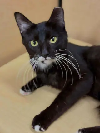 Sophie (aka Pepper)