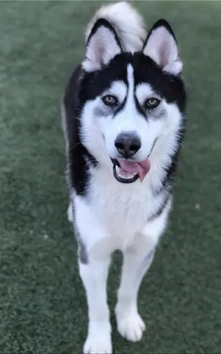 OREO