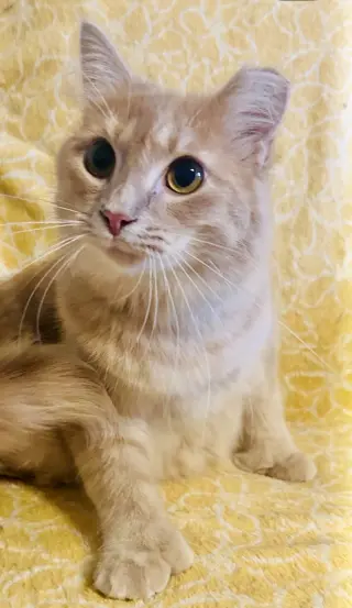 Hemi