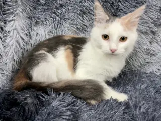 Pussy Galore