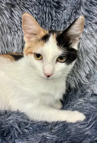 Miss Moneypenny