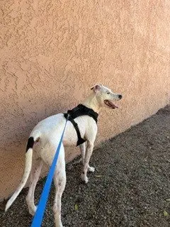 KABUKI