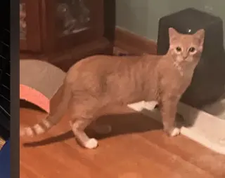 Chito