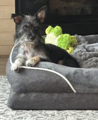 Pepper