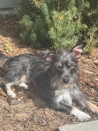 Pepper