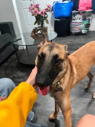 Sparrow (Courtesy Post) Foster or Adopt Me!