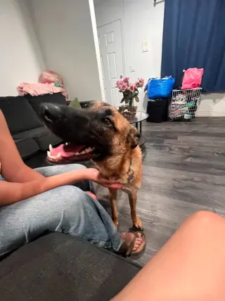 Sparrow (Courtesy Post) Foster or Adopt Me!