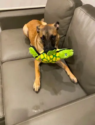 Sparrow (Courtesy Post) Foster or Adopt Me!