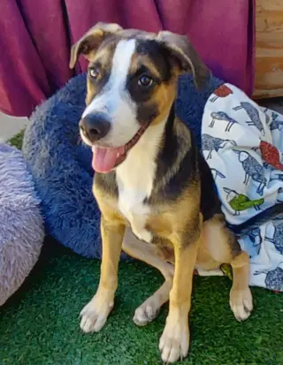 Archie