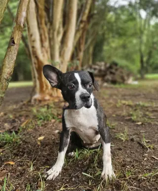 Tess