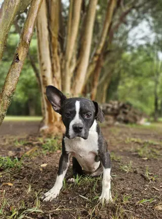 Tess