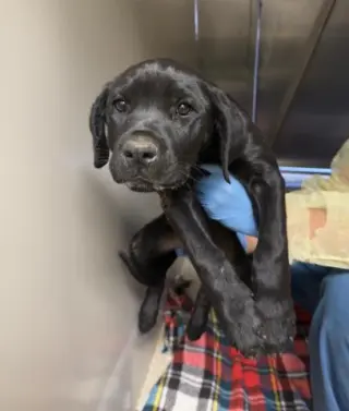 LULU