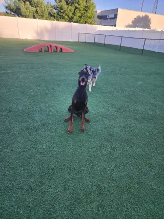 Rufio Foster Needed!!