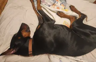 Rufio Foster Needed!!