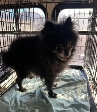 Fluffy in TX