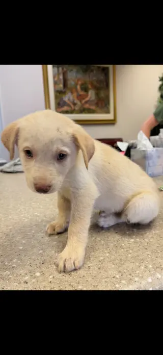 James - Carly Simon Litter