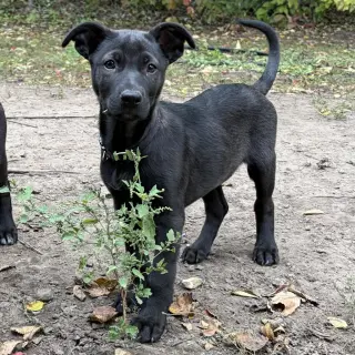 Bubba