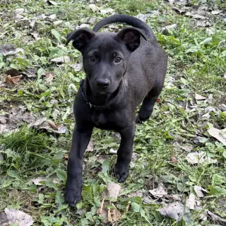 Bubba